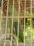 Продавам 2 броя Малък Александър мъжки и женски. , снимка 2
