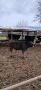 Продавам 2 бр. Телета, снимка 6