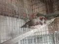 Джъмбо зеброви амадини , снимка 3