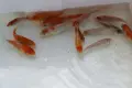японски шаран кои, снимка 7