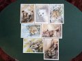 За колекционери! Отлично запазени руски поздравителни и обикновени картички!, снимка 11