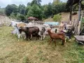 Свободни мъжки и женски, снимка 9
