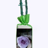 Корени готови за засаждане ” Черна Роза ”, " Нефрит ", " Дъгова " внос Холандия, сертифицирани, снимка 9 - Градински цветя и растения - 36733683