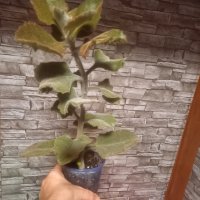 Рядък вид каланхое, снимка 4 - Стайни растения - 42747702