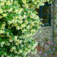 Жасмин 3-цвята (Вечнозелен), снимка 4 - Градински цветя и растения - 44695569