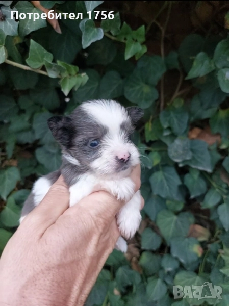 Blueberry, girl., снимка 1