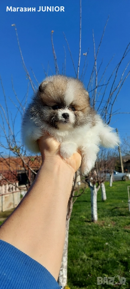 мини момче, снимка 1