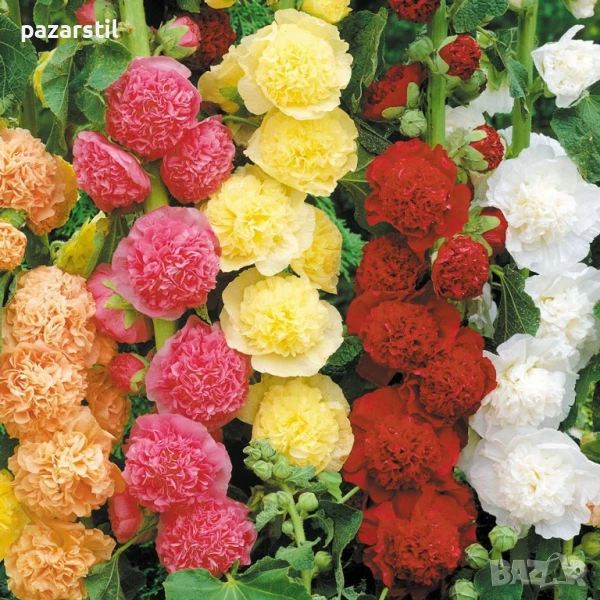 Семена за Кичести Ружи, снимка 1