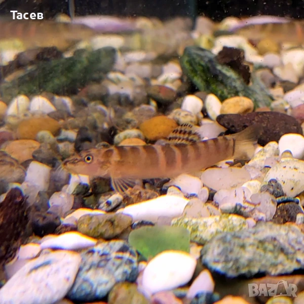 Шистура, снимка 1