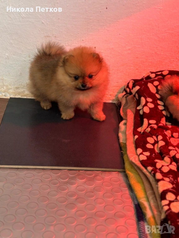 Померан, снимка 1