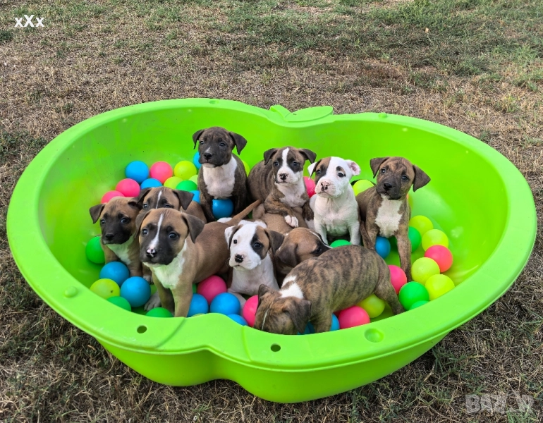 Питбул! , снимка 1