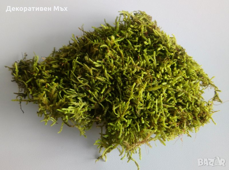 Промоция - декоративен плосък стабилизиран скандинавски естествен мъх., снимка 1