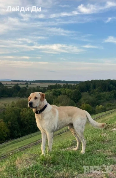 Мъжки лабрадор (пясъчен) си търси приятелка , снимка 1