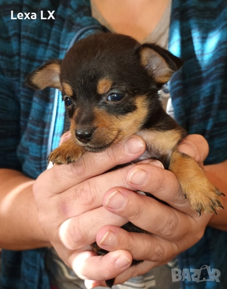 кученца кръстоста мини пинчер/чихуахуа, снимка 1