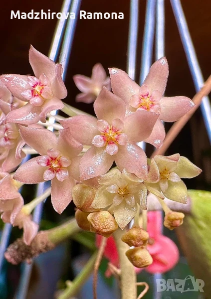 Hoya Latifolia splash , снимка 1