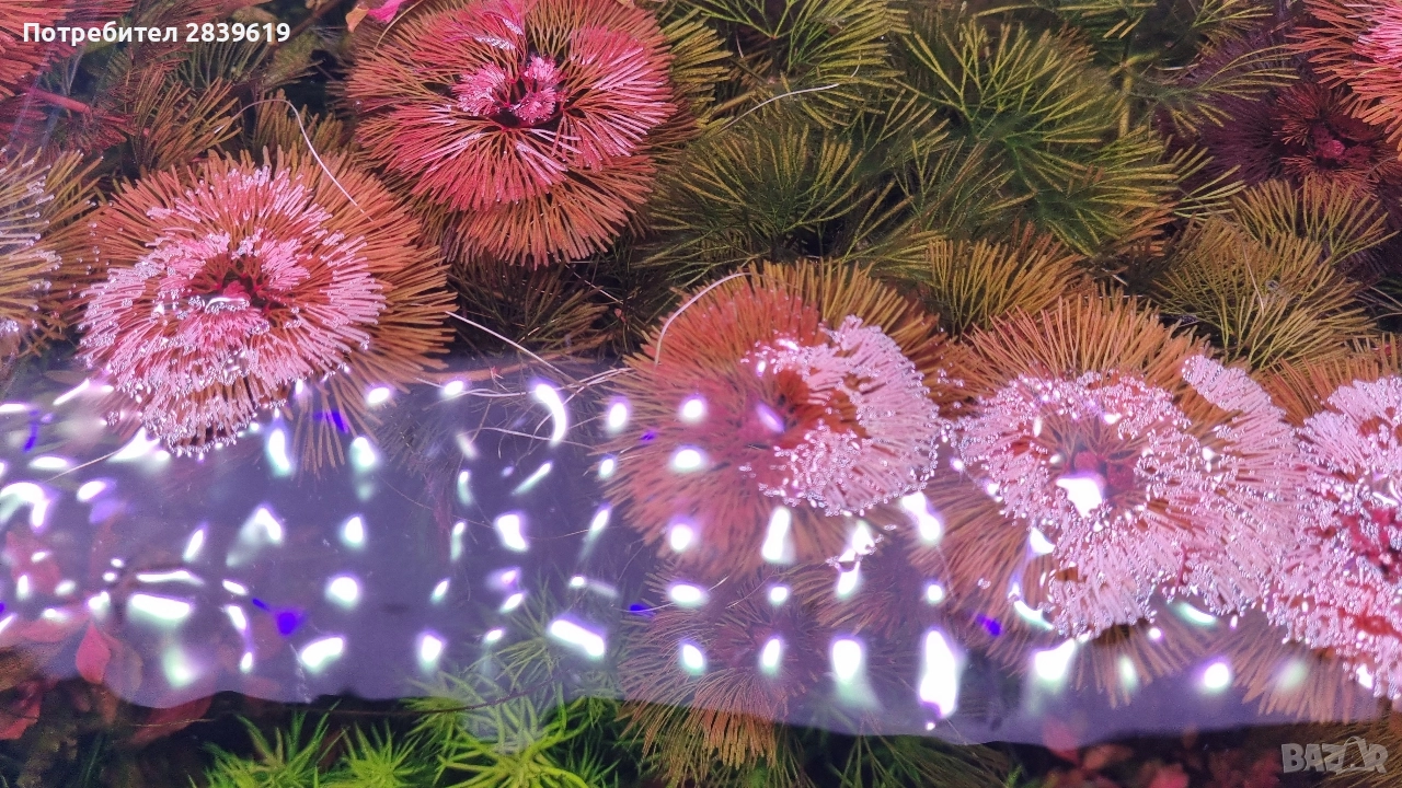 червени растения за аквариум , снимка 1