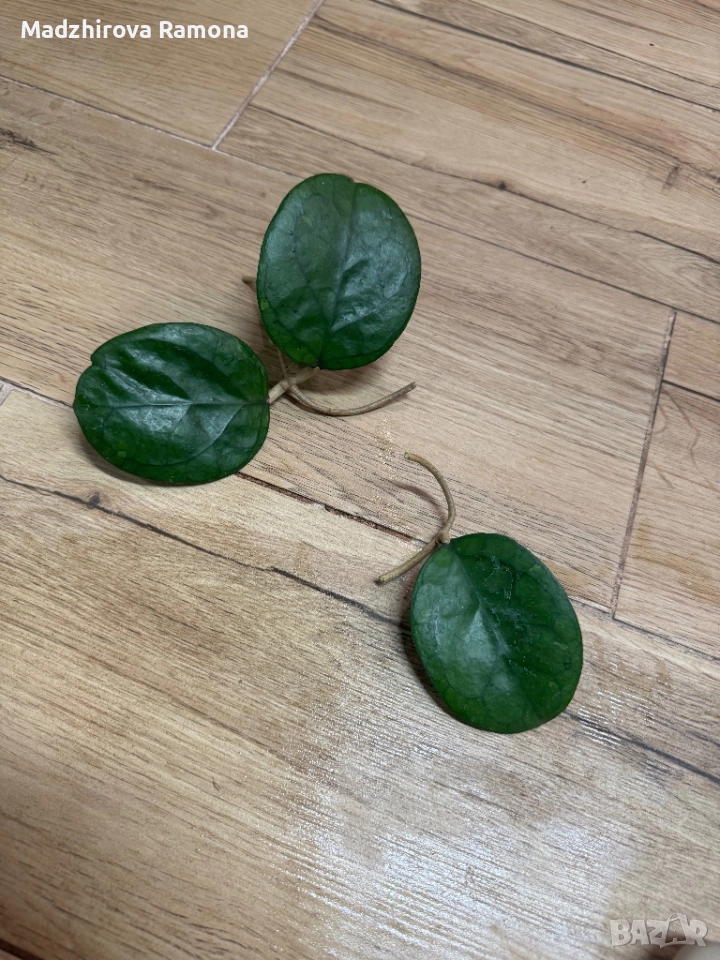 Hoya Ricardo , снимка 1