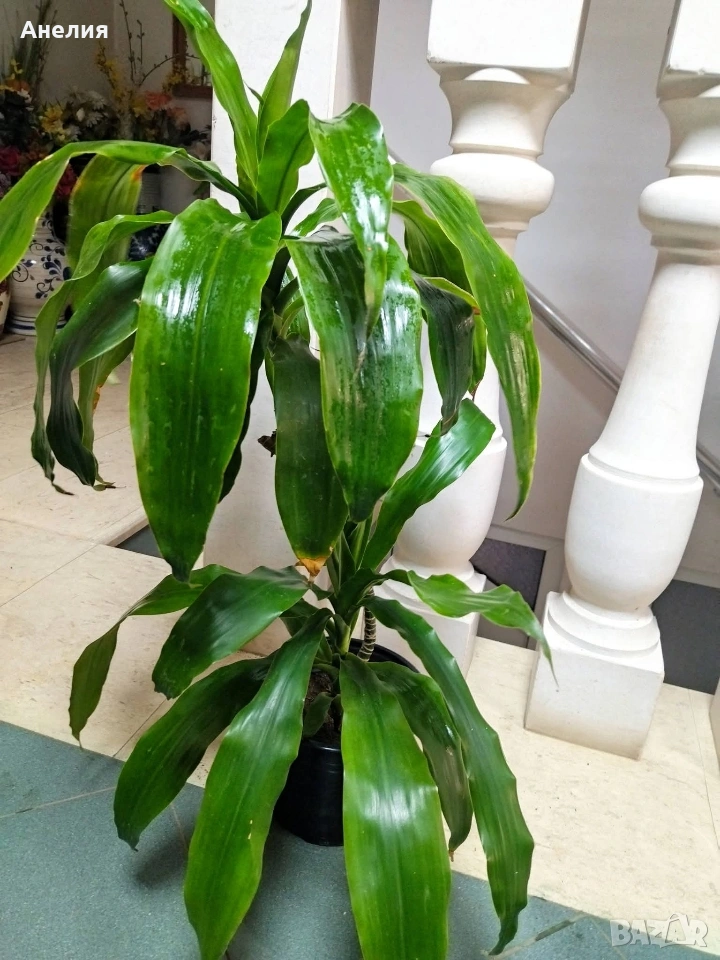 Драцена с големи лъскави листя, снимка 1
