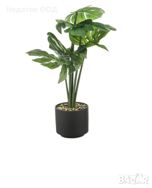 Декоративна саксия с растение, Монстера, 15x60см, снимка 1