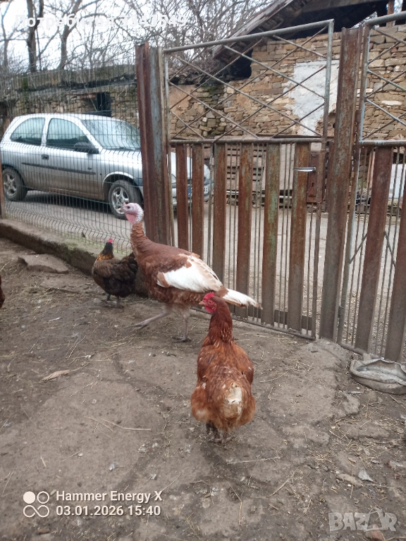 Продавам малки пуйчета, снимка 1