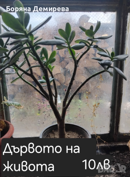 Моите цветя, снимка 1