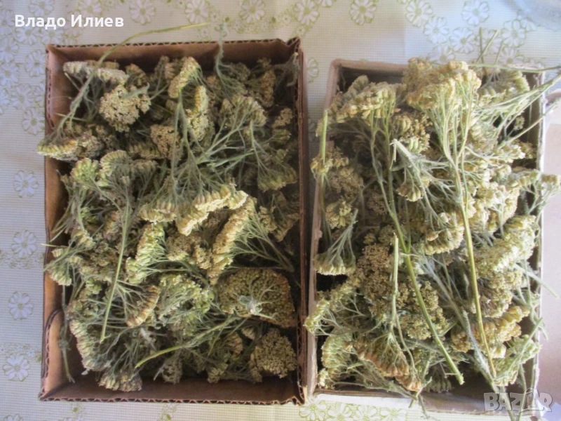 Бял равнец изсушен екологично чист реколта 2025 г., снимка 1