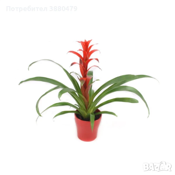 Гузмания "Ranа" - червена бромелия, снимка 1