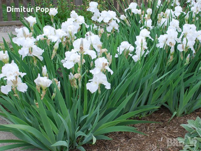 Перуника, Ирис , снимка 2 - Сортови семена и луковици - 40121789