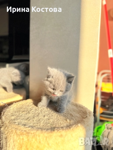 Малки клепоухи Британчета, снимка 4 - Британска късокосместа - 52920418