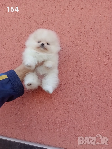 Мини Померан. Миниатюрно мини момиченце. Реални снимки!