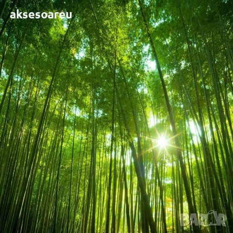 100 броя редки бамбукови семена зелен бамбук Moso-Bamboo мосо бамбо растение за декорация украса за , снимка 14 - Сортови семена и луковици - 37711335