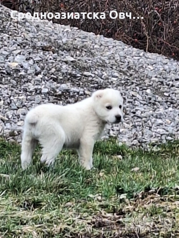 Сао-Алабай, снимка 4 - Алабай - 53125103