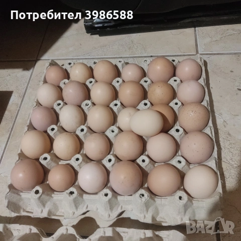 Яйца за люпене от Пуйки и Кокошки, снимка 2 - Кокошки и пуйки - 53287481