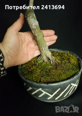 бонсай японски клен bonsai Acer palmatum , снимка 5 - Градински цветя и растения - 54180116