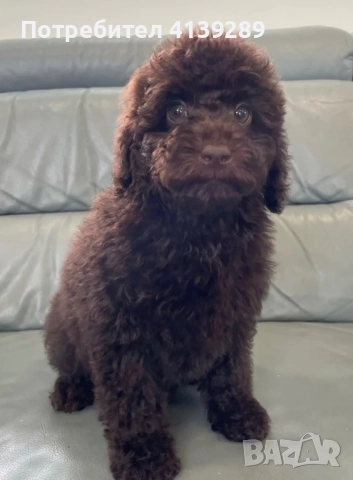 Мини пудел мини, снимка 5 - Пудели - 52755301