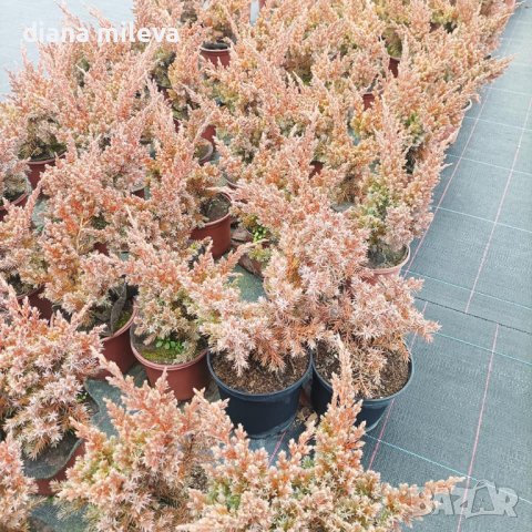 Juniperus Blue Swede, Хвойна Блу Швет, снимка 2 - Градински цветя и растения - 39298481