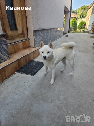 Шиба ину кученца, снимка 9 - Шиба ину - 46910234