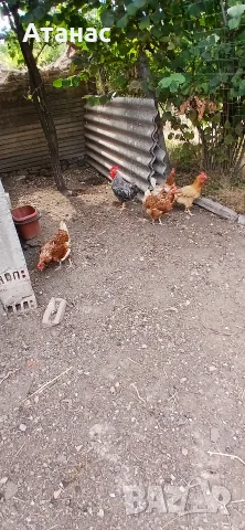 Кокошки 4+1петел..., снимка 3 - Кокошки и пуйки - 55788683