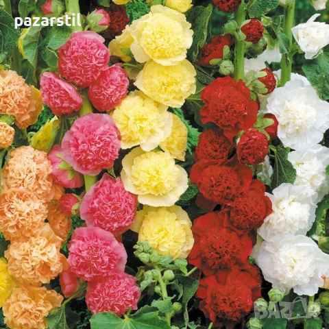 Семена за Кичести Ружи, снимка 1