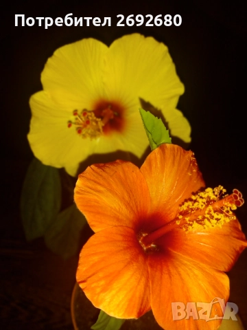 Китайска роза/хибискус/видове/стайно растение , снимка 6 - Стайни растения - 51079081