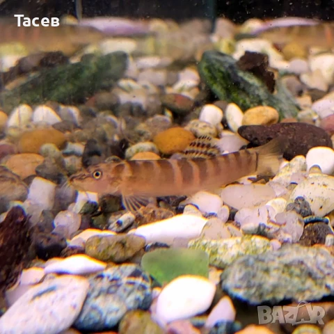 Шистура, снимка 1