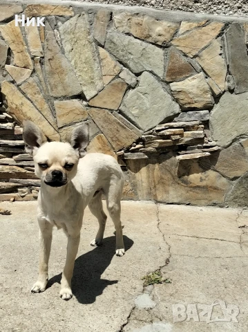 чихуахуа , снимка 4 - Чихуахуа - 48903223