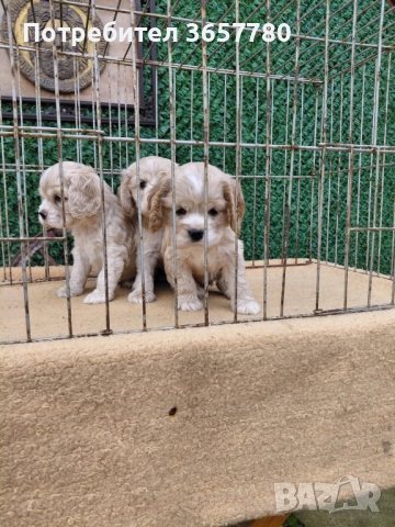 Американски кокер шпанол, снимка 2 - Други - 52596022