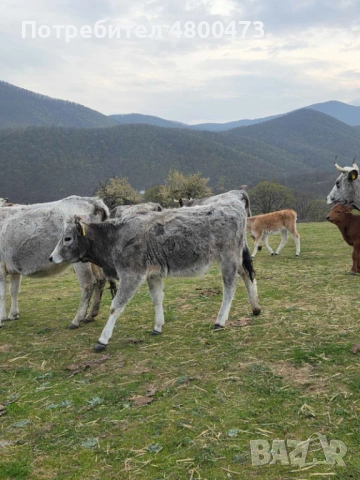 Продавам Българско сиво говедо, снимка 4 - Крави - 54233526
