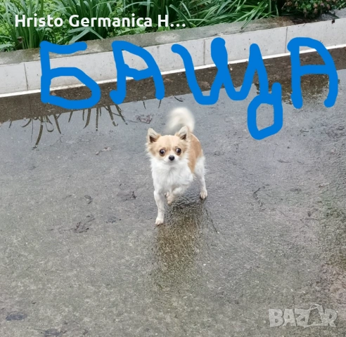 мини чихуахуа, снимка 11 - Чихуахуа - 54158024