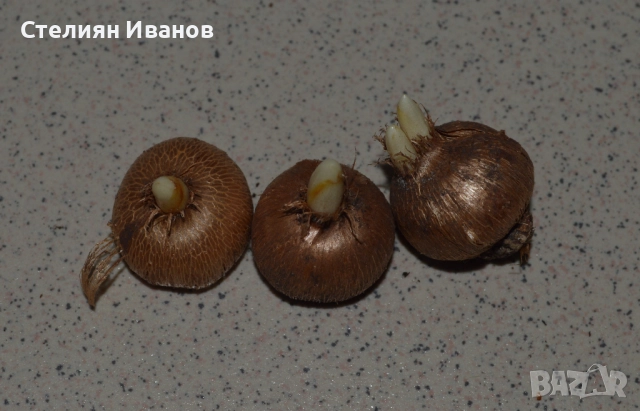 СОРТОВИ МИНЗУХАРИ – ЛУКОВИЦИ, снимка 13 - Сортови семена и луковици - 52372805