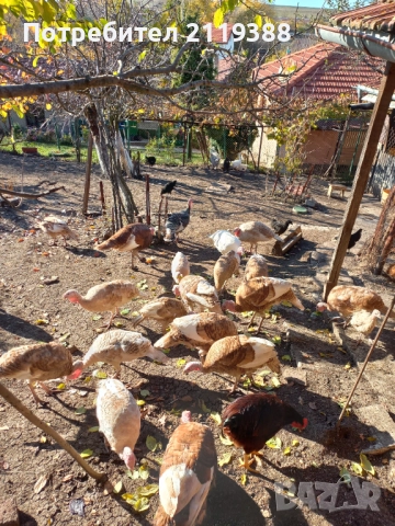 Пуйки на 7 месеца.1бр Мъжки и 4бр женски, снимка 4 - Кокошки и пуйки - 52678683