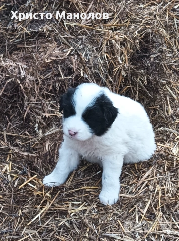 Каракачанско овчарско куче, снимка 8 - Каракачанска овчарка - 53652414