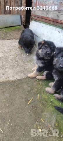 Момче и момиче, снимка 3 - Други животни - 52742279