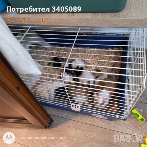 Морски свинчета, снимка 4 - Морски свинчета - 52949220